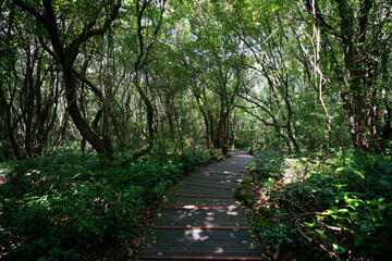 forest walkway in the gleaming sunlight