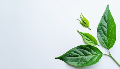 Obraz premium Corners with green leaves 