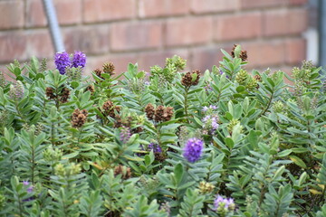 flowers in a garden