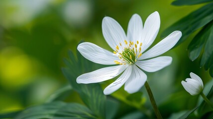 Delicate White Flower Close-Up in Natural Setting, Floral Botanical Photography for Invitations, Wall Art, and Nature Themes