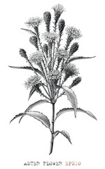 Aster flower hand draw vintage engraving style black and white clip art
