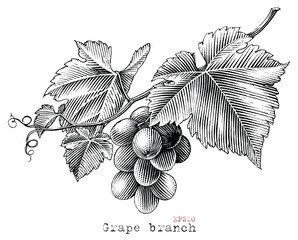 Grape branch hand drawing vintage style black and white clip art