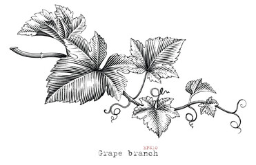 Grape branch hand drawing vintage style black and white clip art