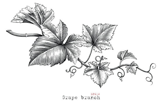 Grape branch hand drawing vintage style black and white clip art
