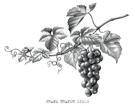Grape branch hand drawing vintage style black and white clip art