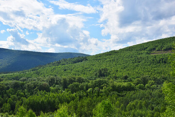 Naklejka premium A summer landscape with a forest.
