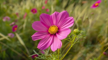 Obraz premium Vibrant Cosmos Flowers Blooming in a Lush Summer Meadow, Natural Floral Landscape Background