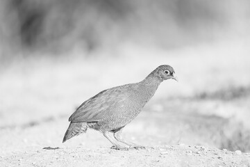 black and white picture of a guinea fowl hen