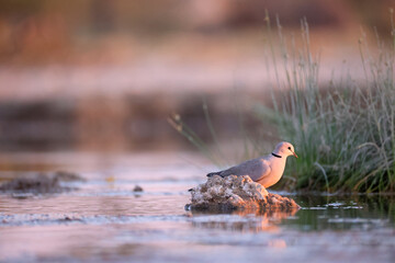 ring-necked dove in a waterhole