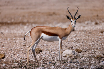 springbok antelope in Namibia's famous Etosha Nationalpark