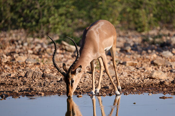 male impala antelope in Namibia