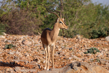 male impala antelope in Namibia