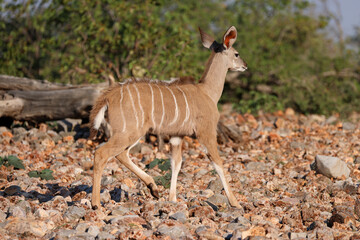 female kudu antelope in the bush of Namibia