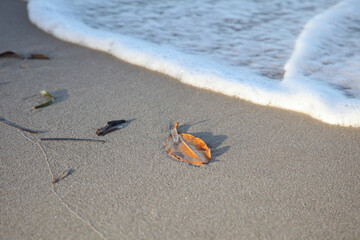 Plant matter lying on the sea shore with wave water washing over the sand