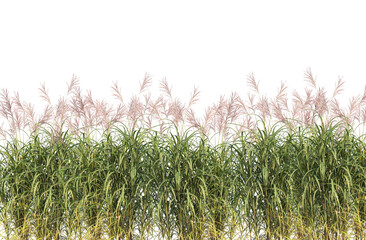 Shrub flowers and grass flowers border, isolated on white