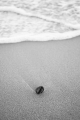 Plant matter lying on the sea shore with wave water washing over the sand