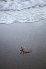 Plant matter lying on the sea shore with wave water washing over the sand