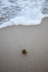 Plant matter lying on the sea shore with wave water washing over the sand