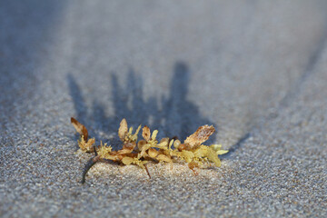 Plant material washed up on sandy shore with long morning shadow