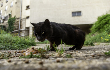 Stray cats in the street