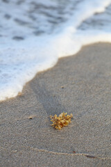 Plant matter lying on the sea shore with wave water washing over the sand