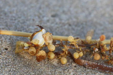 Shapes and patterns on a beach with plant matter