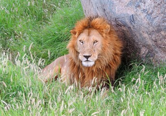  beautiful  african lion sitting  next to a boulder in the grass on safari  in serengeti national park, tanzania , east africa
