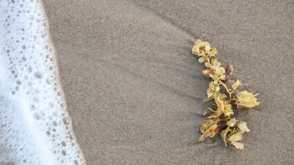 Shapes and patterns on a beach with plant matter
