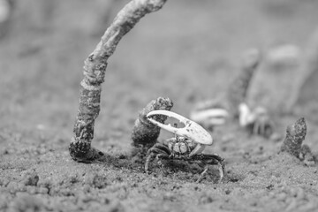 Crab raising claw to protect its hole from other crabs