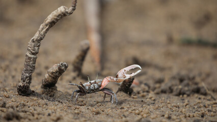 Crab raising claw to protect its hole from other crabs