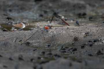 Crab with red claw standing on sea shore