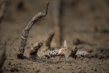 Crab raising claw to protect its hole from other crabs