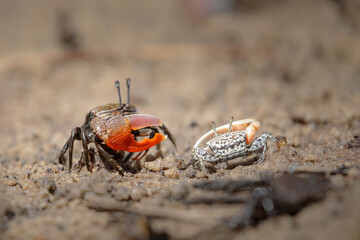 Crabs fighting for space on a coastline beach