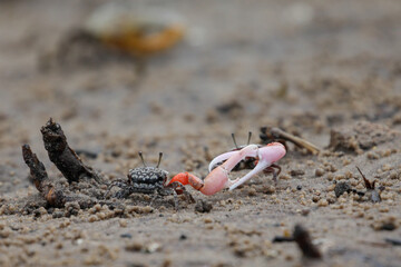 Crabs fighting for space on a coastline beach
