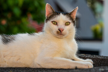 Tomcat sitting in garden and enjoy the summer time with bokeh background
