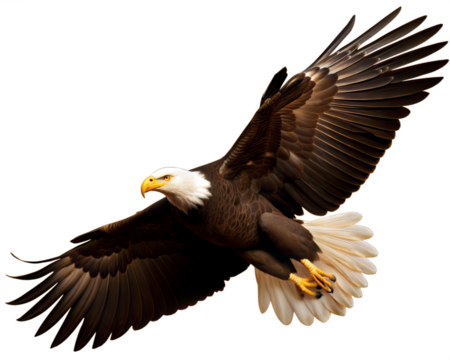 bald eagle in flight isolated on white background