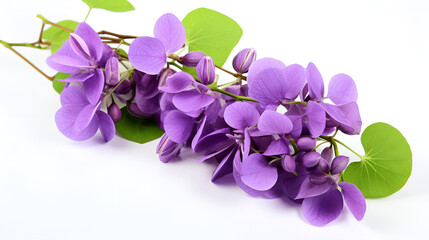 Vibrant Purple Flowers with Heart-Shaped Green Leaves on White Background
