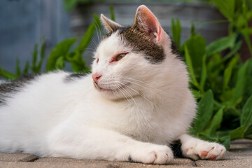 Tomcat sitting in garden and enjoy the summer time with bokeh background