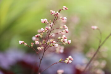 Heuchera. Blooming heuchera leaves in the garden.