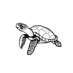 hand drawn turtle vector illustration