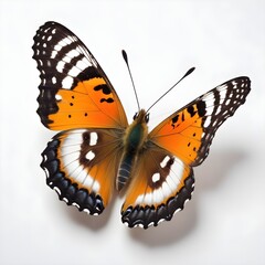 Naklejka premium A monarch butterfly on a white background