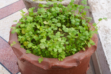 Green coriander leaves in a brown pot on the patio. Cilantro sprouts in the home garden. The concept of growing organic food at home.