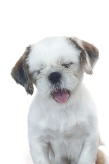 image of shihtzu dog looking camera, funny expression. isolated on white background.