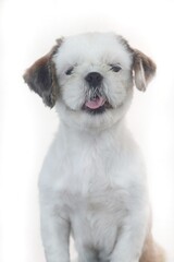 image of shihtzu dog looking camera. isolated on white background.