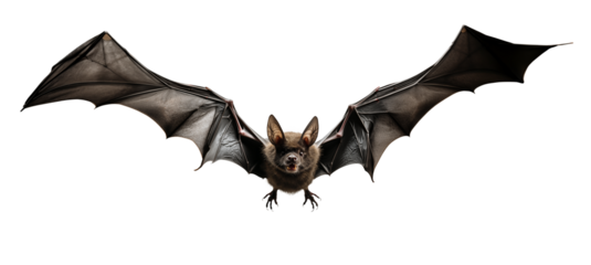Flying Vampire bat