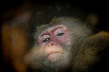 Portrait of adult female japanese macaque