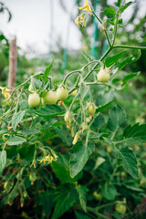 Beds with green tomatoes. Greenhouse with tomato bushes. Green seedlings. Agriculture and farming.