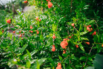 A closed pomegranate flower on a tree branch. Green foliage. A bush of a thermophilic plant. Garden.