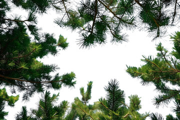 a view of the sky through the branches of a pine tree, looking up at the blue sky and white clouds.