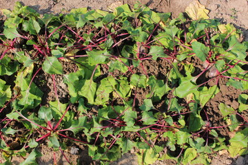 Beetroot in a garden, harvest in a village
